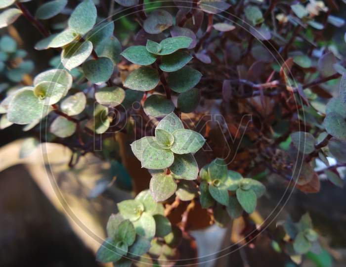 Green closeup herb plant Photography