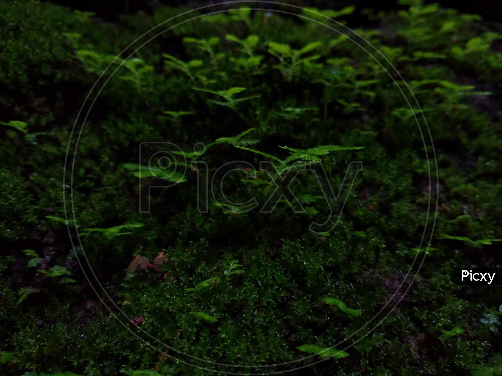 Green moss in the forest