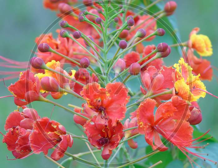 Caesalpinia Pulcherrima with flower