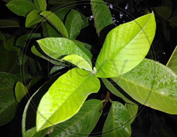 Leaf of guava, guava leaf