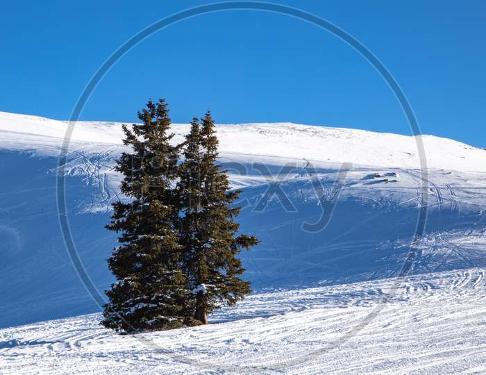 Two Trees Sit On Top A Colorado Mountain