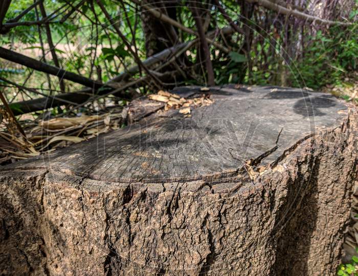 The stump of a tree left after cutting down.
