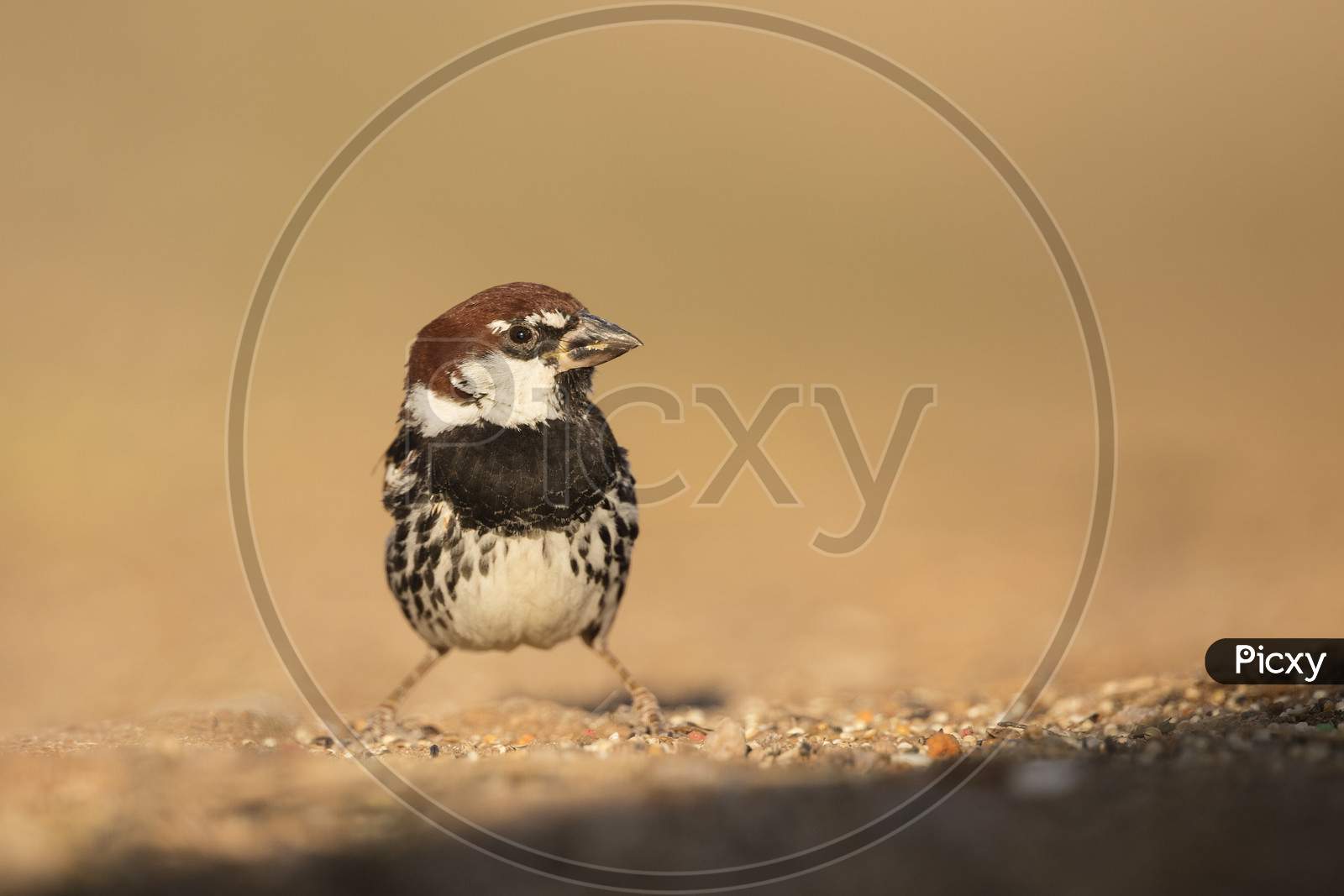 Cute sparrow sitting alone