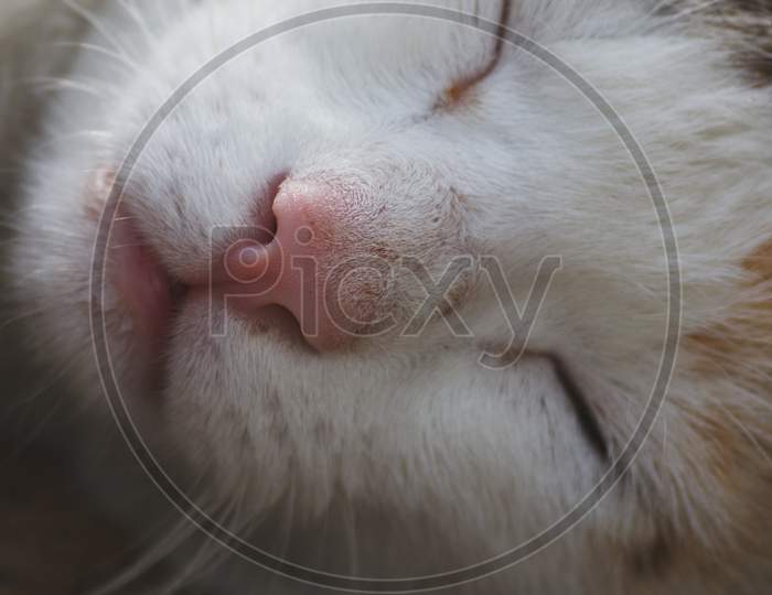 Close Up Of Sleeping Cat Face