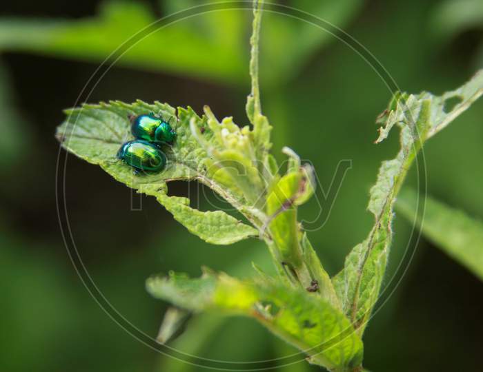 Two Gem-Like Shiny Insects On Green Leaf