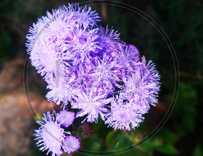 Jasione montana flower.