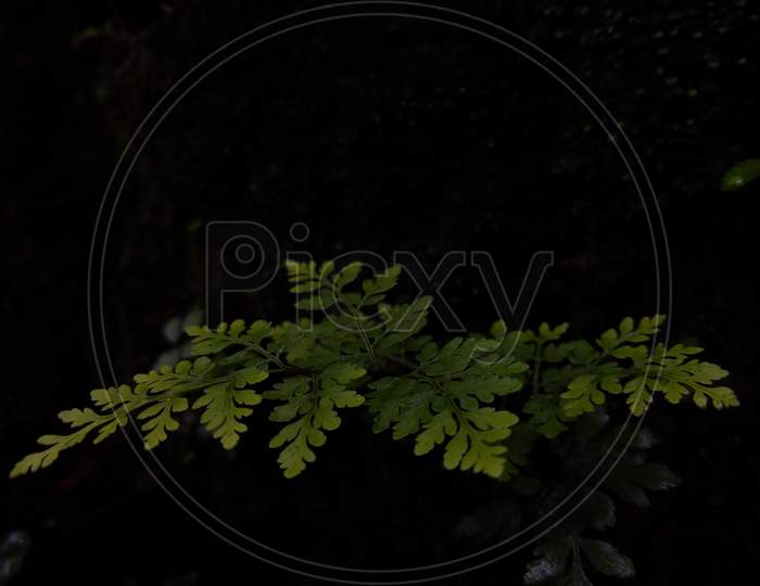 Green fern in the forest black background