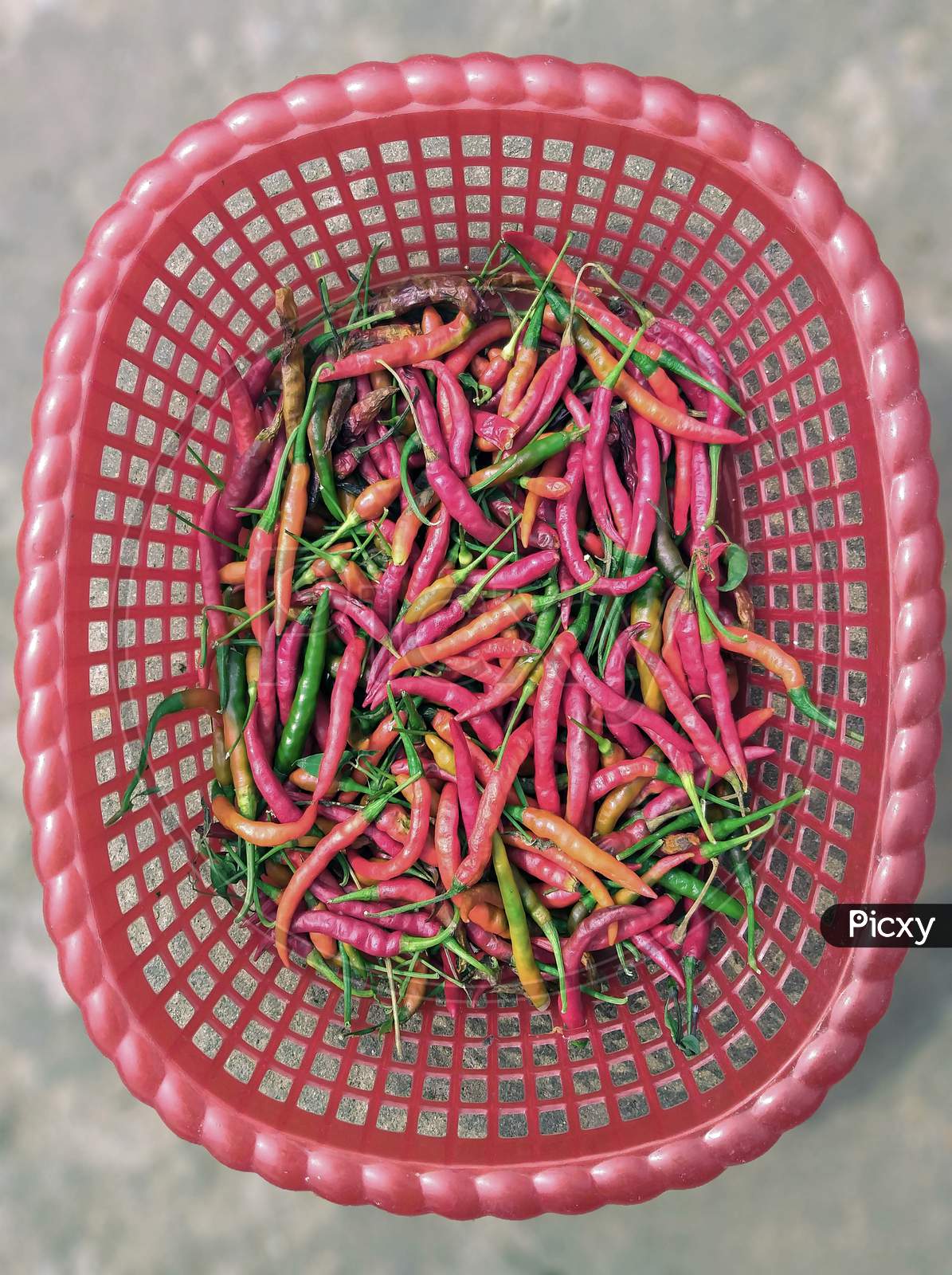 Indian Bird'S Eye Chilli In A Basket, A Variety From The Species Capsicum , Commonly Found In Asia.