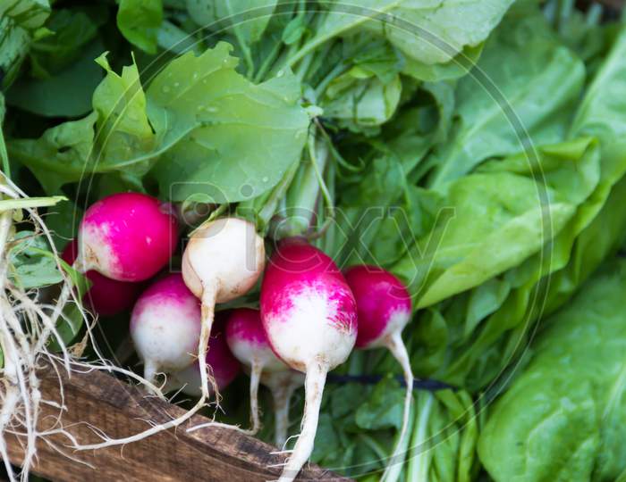 Radishes Harvested In The Organic Garden For Sale At The Street Fair