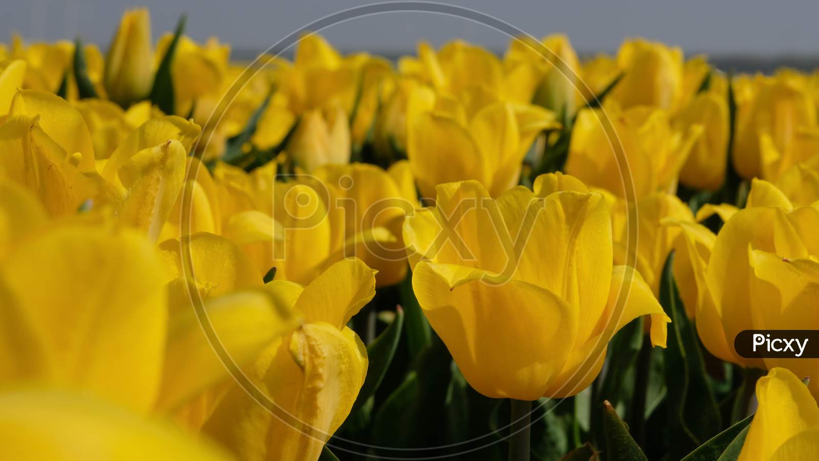 fresh tulip flowers