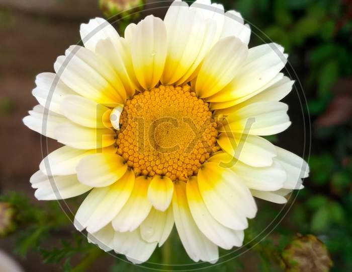 Gerbera flower.