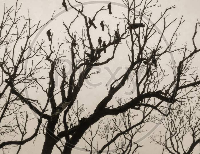 Tree with birds.