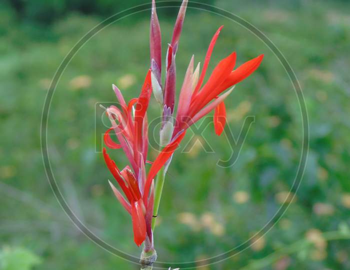 canna plant flower