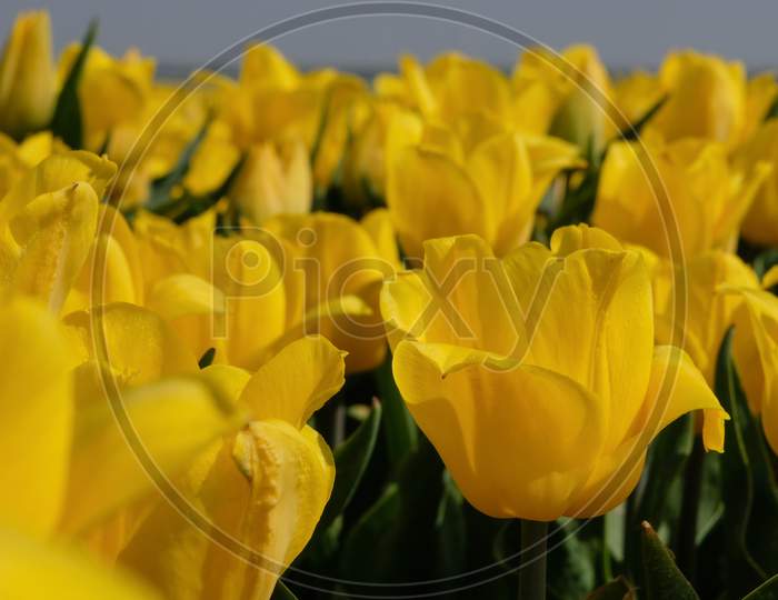 fresh tulip flowers