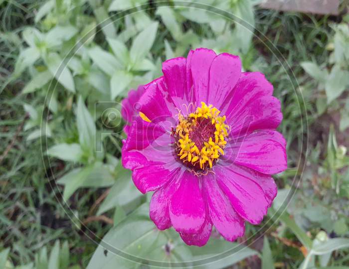 Zinnia is a genus of plants of the sunflower tribes within the daisy family. They are native to scrub and dry grassland in an area stretching from the southwestern U.S to SA, with a center of diversity