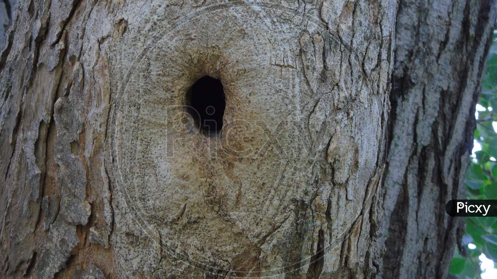 big tree with wood hole