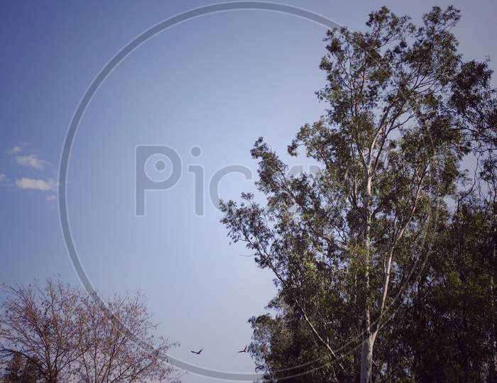 A black kite bird in the Indian sky near Eucalyptus tree  in Punjab in india