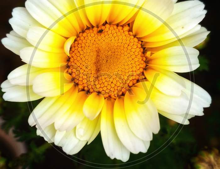 Sunflower,Daisy family.