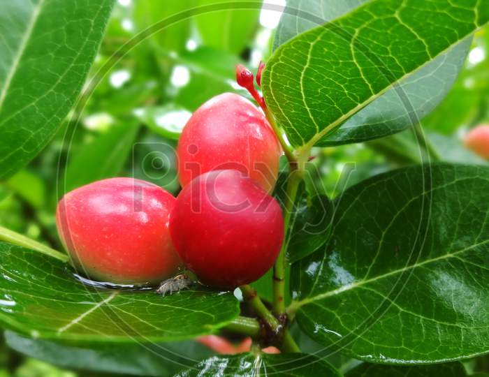 Red cherry fruit plant