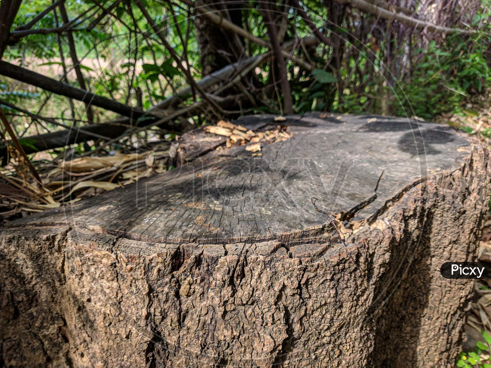 The stump of a tree left after cutting down.