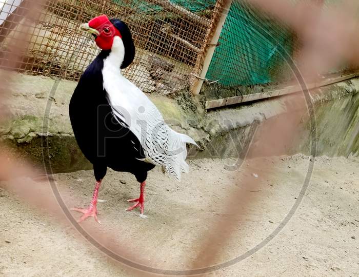 Colorfull birds in a zoo,silver pheasant in a zoo in tiger safari ludhiana in Punjab in india.
