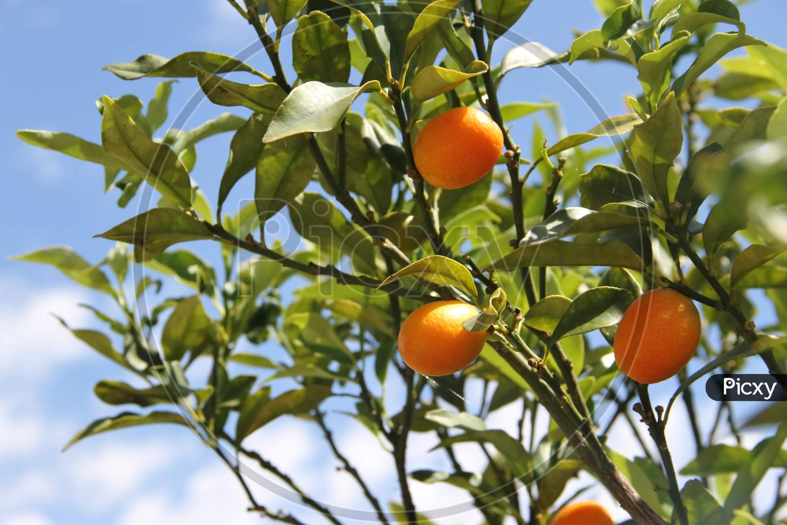 Cunquat Fruits On The Tree