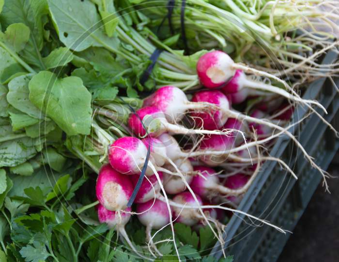 Radishes Harvested In The Organic Garden For Sale At The Street Fair