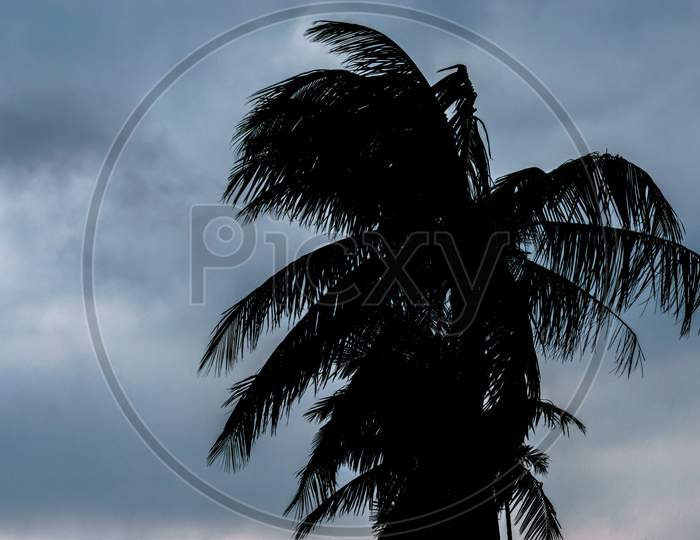 Silhouette Of A Coconut Tree With Blue Sky In The Background