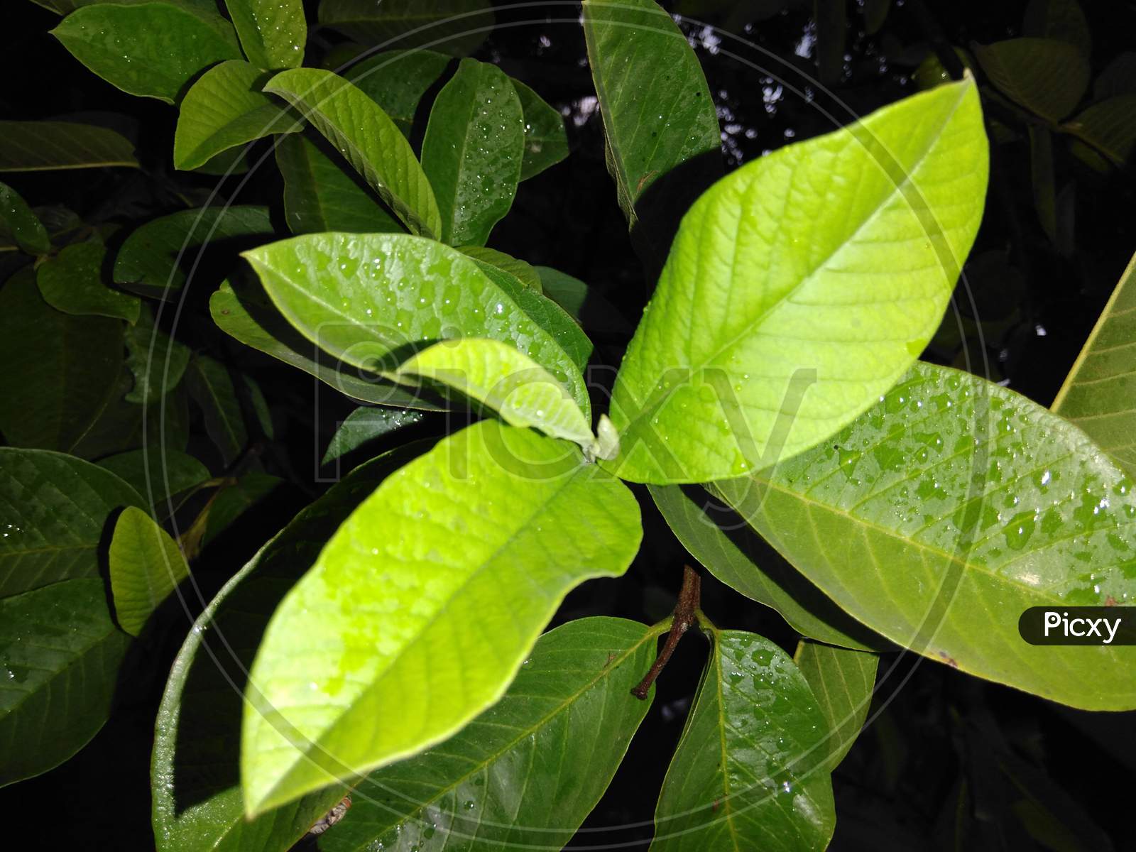 Leaf of guava, guava leaf