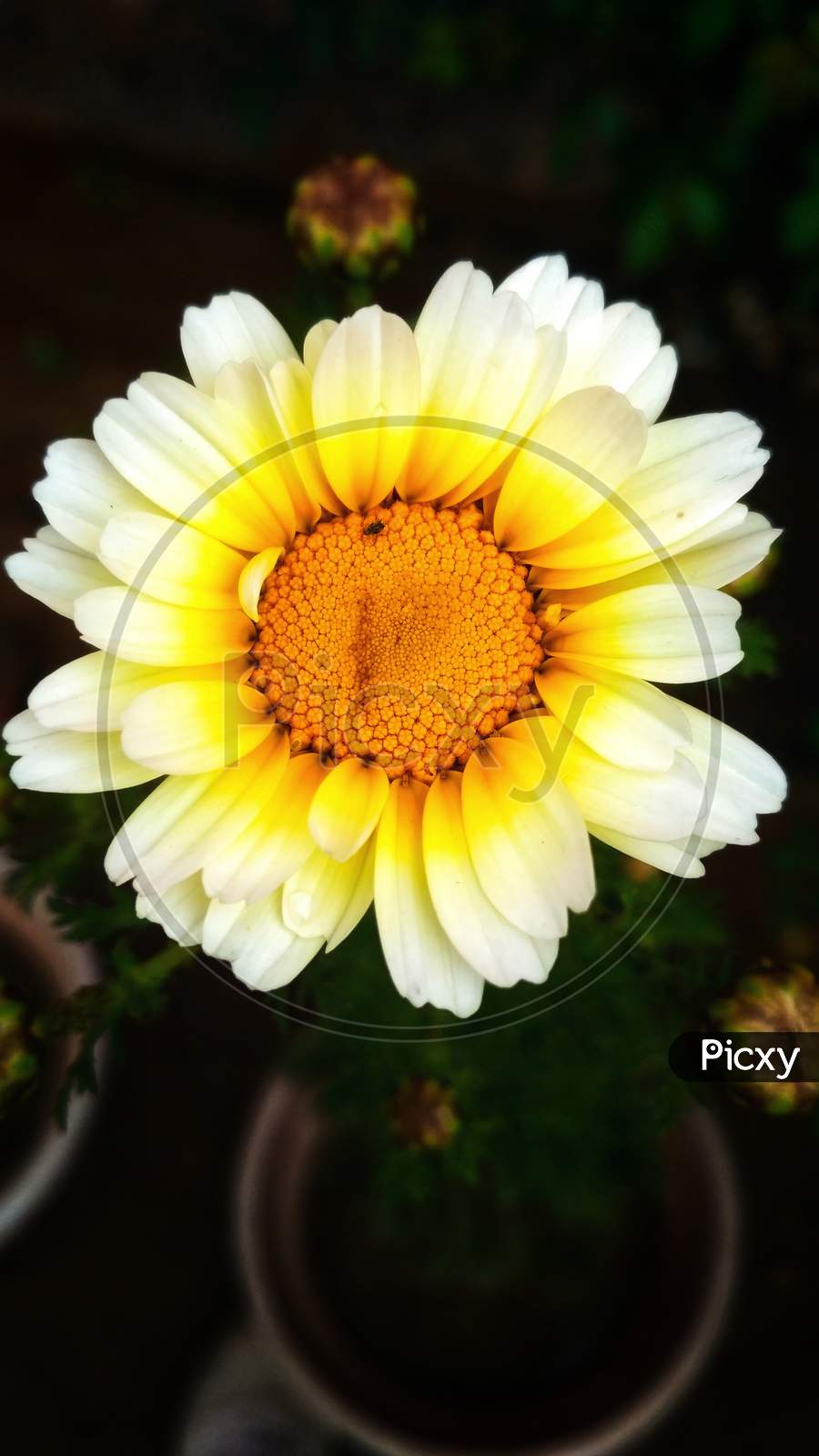 Sunflower,Daisy family.