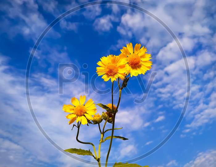 Yellow flowers blooming on a blue background