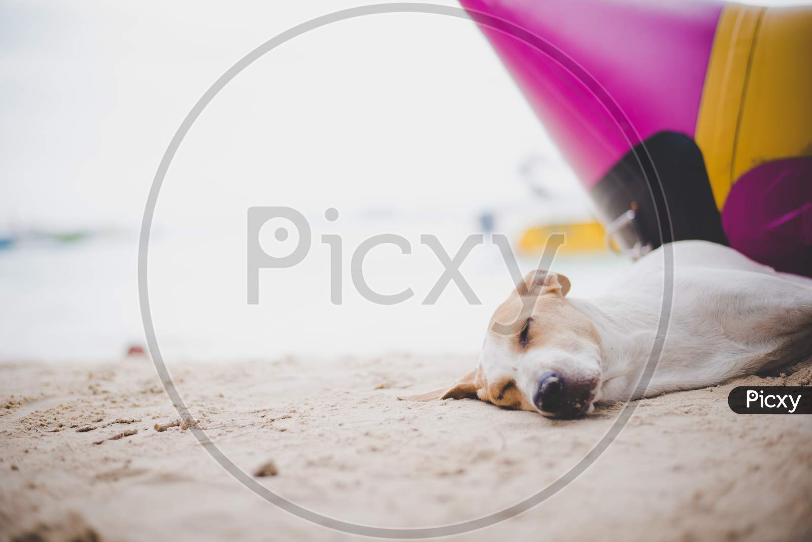 Sleeping Dog On The Beach Near The Banana Boat. Animal And And Vacation In Holiday Concept.