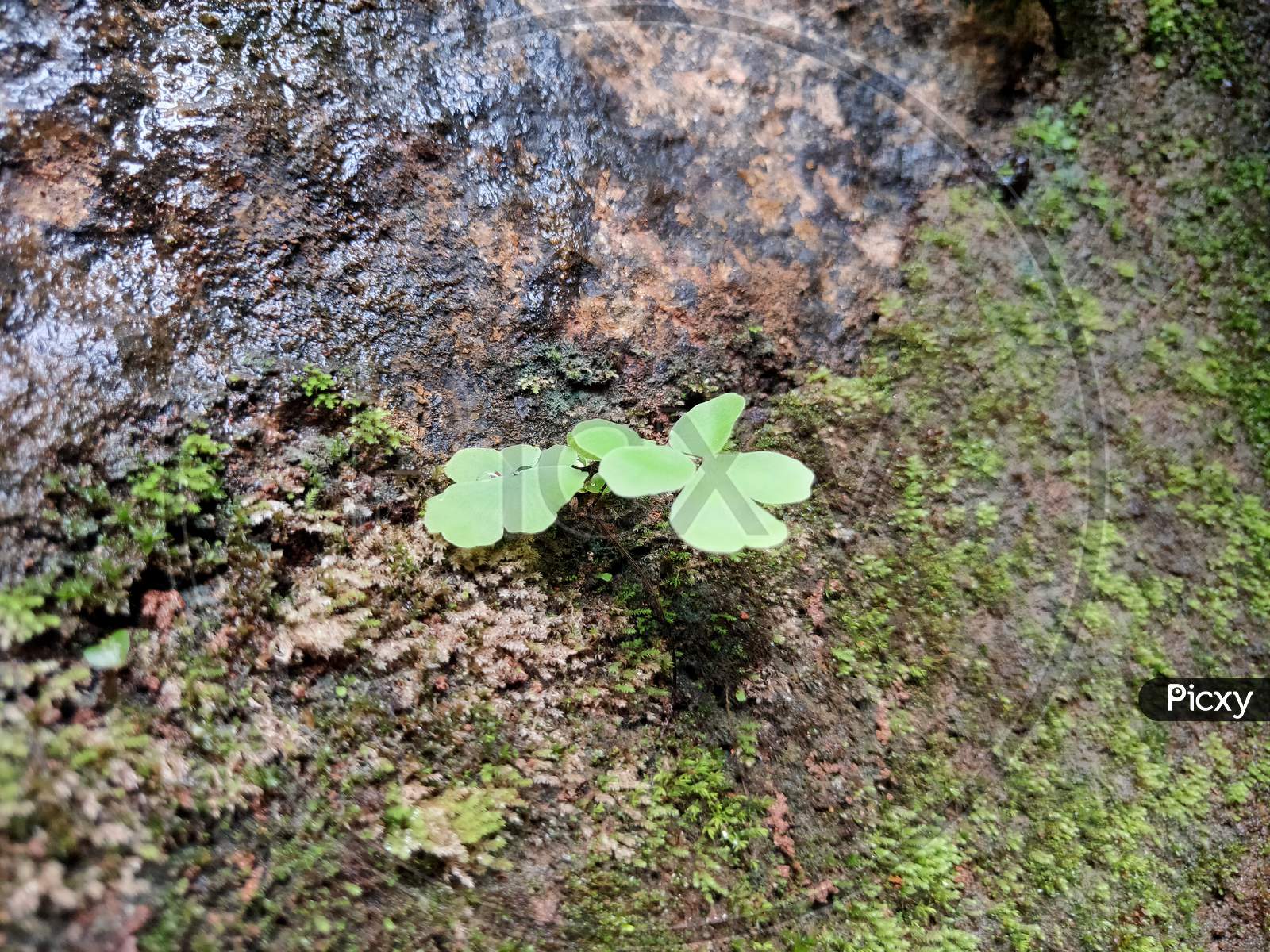Small Natural Green plant leaf
