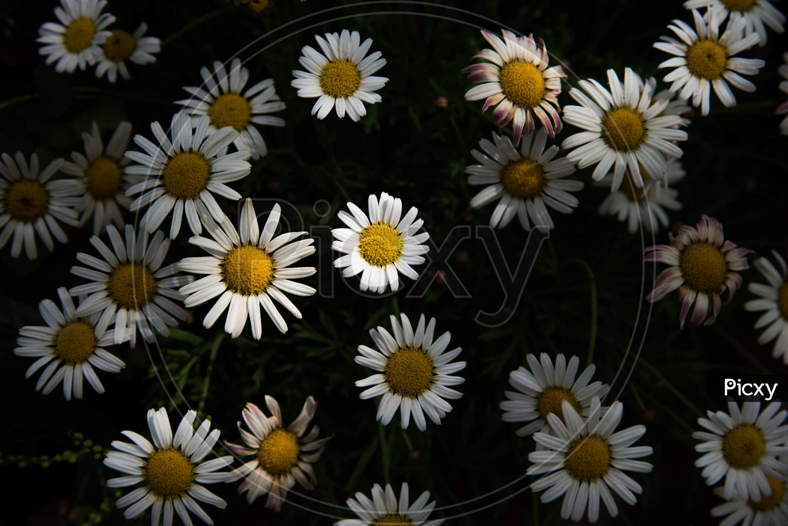 Daisy Flowers Blooming In Garden. Outdoor Nature Concept. Low Key And High Contrast Tone
