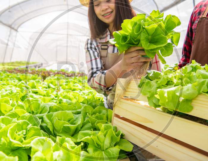Asian Woman Hydroponics Organic Farmer And Employee Collecting Vegetables Salad Into Wooden Box With Greenhouse. People Lifestyles And Business. Indoor Agriculture And Cultivation Gardener Concept