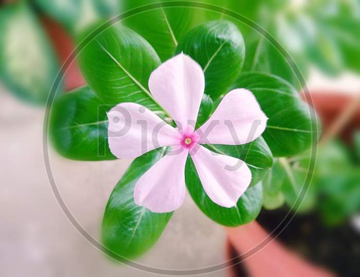 Periwinkle Flower