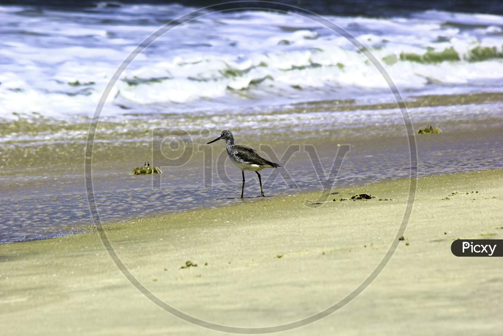 Common Greenshank Bird, A Species Of Sandpipers Standing In The Seashore
