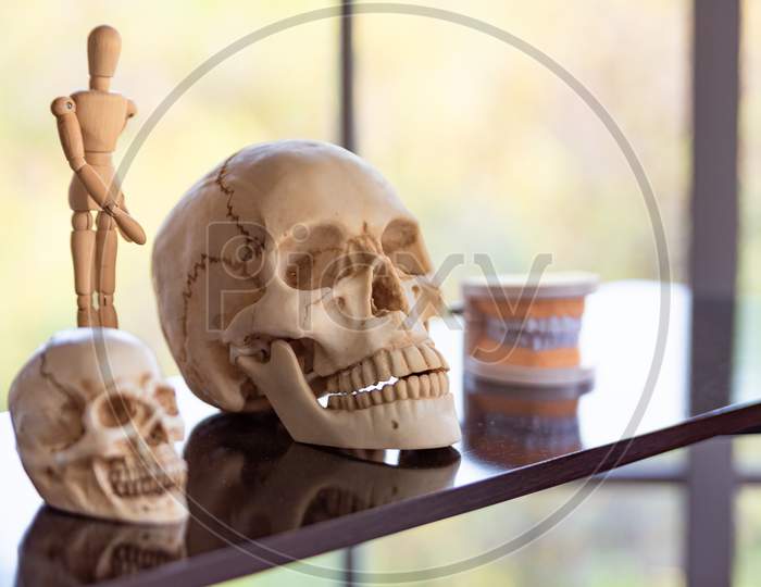 Skull Skeleton On Shelf In Laboratory Room At School. Science And Object Concept. Education And Anatomy Learning.