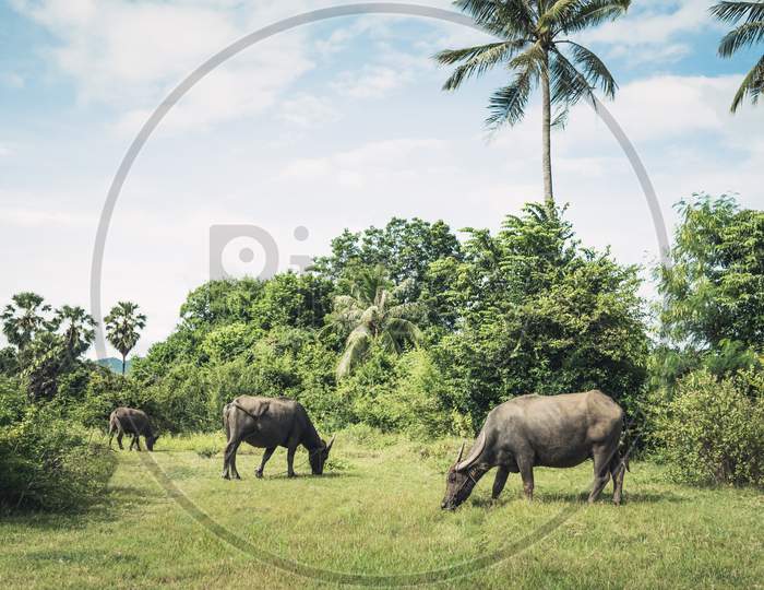 Buffaloes Herd In Meadow Grass Field. Buffaloes Eating Grass Between Nature And Coconut Palm Tree And Blue Sky With Cloudy Background. Animal And Mammal Concept. Travel In Thailand. Vintage Lands