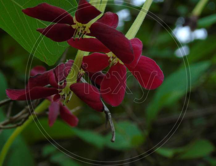 flowering plant with red flower