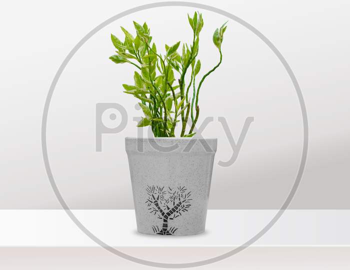 Houseplant Ficus Benjamina with variegated leaves in flowerpot, isolated on white background, Copy space
