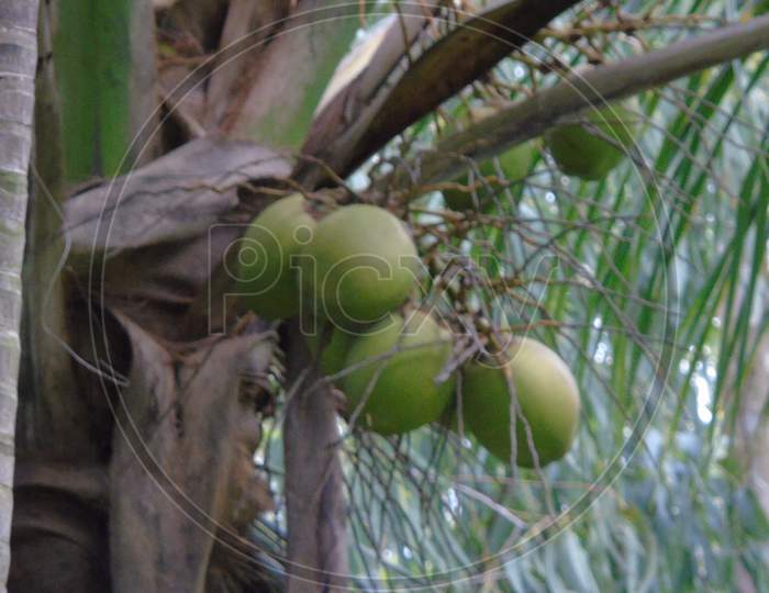 coconut on coconut tree