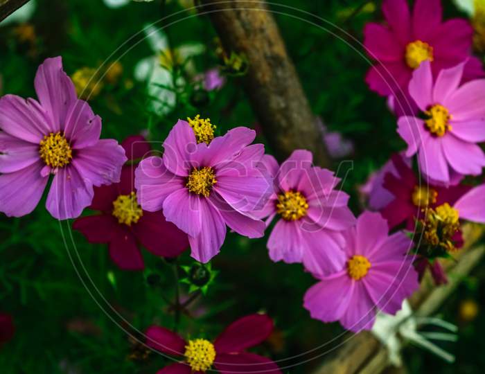 Pink Petals With Bright Yellow Center Cosmos Flower. Selective Focusing