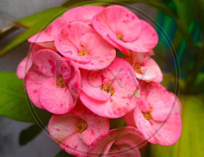 selective focus on Euphorbia milii flower in a blur background, also known as the crown of thorns plant, Christ plant, or Christ thorn, called Corona de Cristo in Latin America