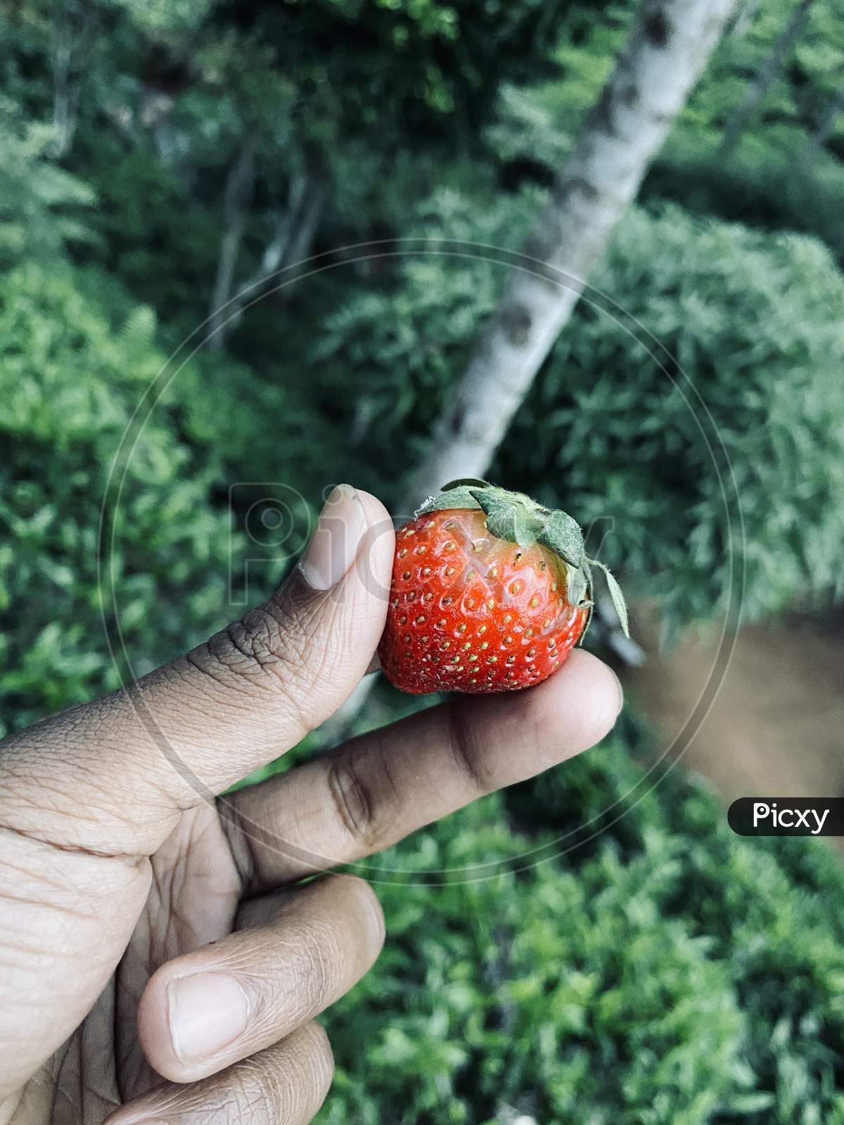 The Tasty Strawberry