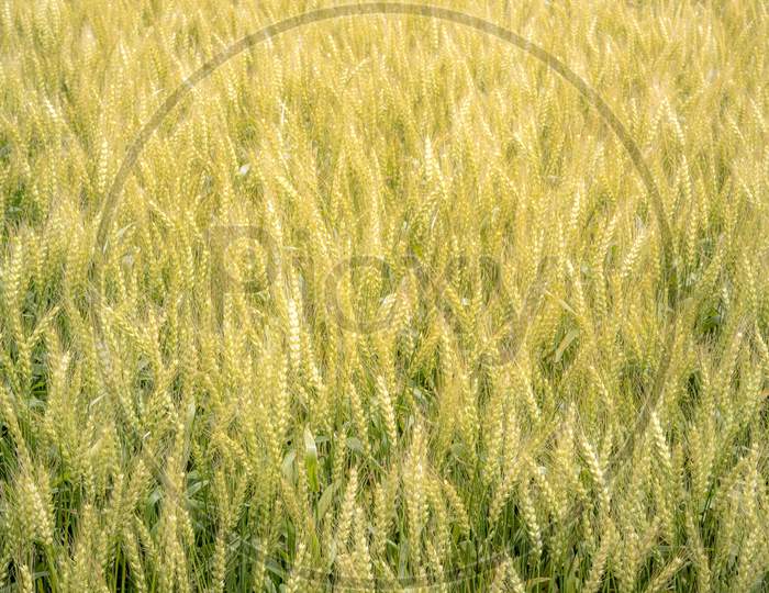 Golden Rice Field Background