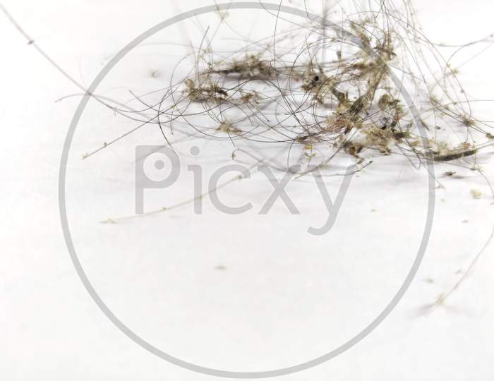 Hair loss, hair fall with dust and dandruff everyday serious problem, on white background