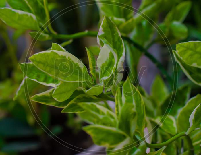 Branch of houseplant ficus benjamina with variegated leaves. selective focus, copy space.