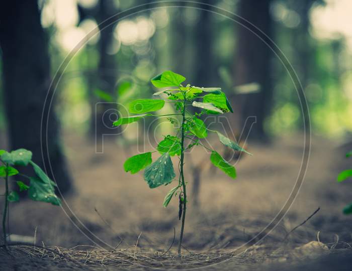 Close Up Of Little Plant Glowing Up In Forest. Beginning Of Life Concept. Nature And Landscape Theme.