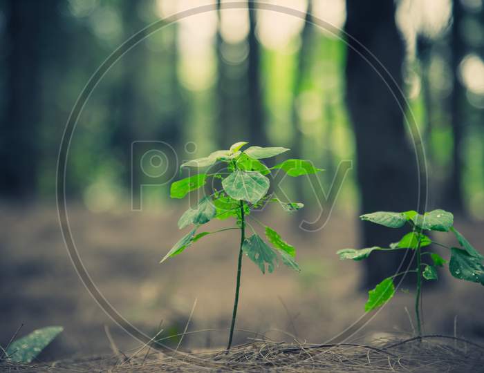 Close Up Of Little Plant Glowing Up In Forest. Beginning Of Life Concept. Nature And Landscape Theme.